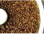 How to Produce Golden Color and Full Black Solider Fly Larvae