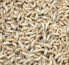 Dry Worms