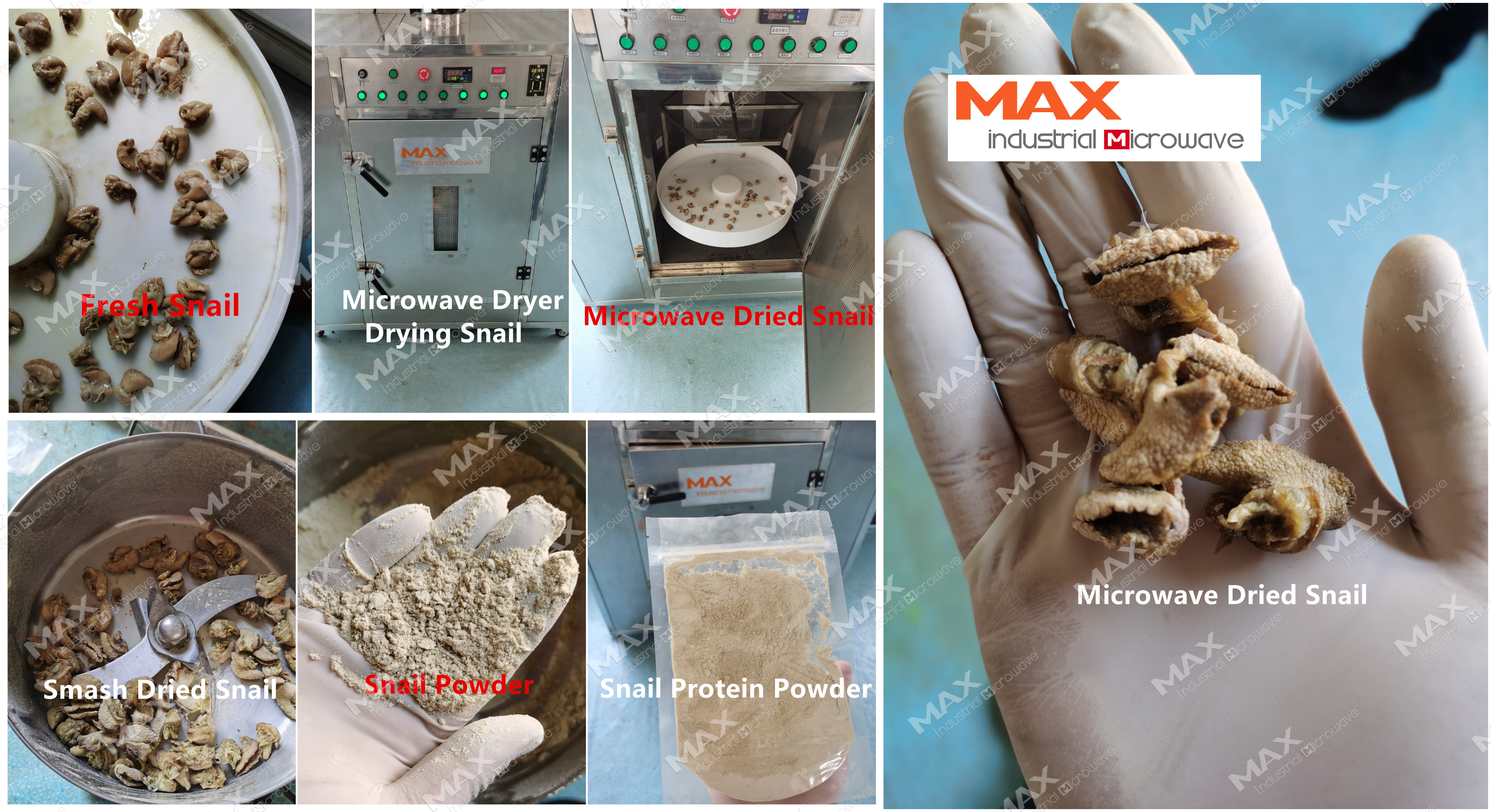 Microwave Dried Snail Powder