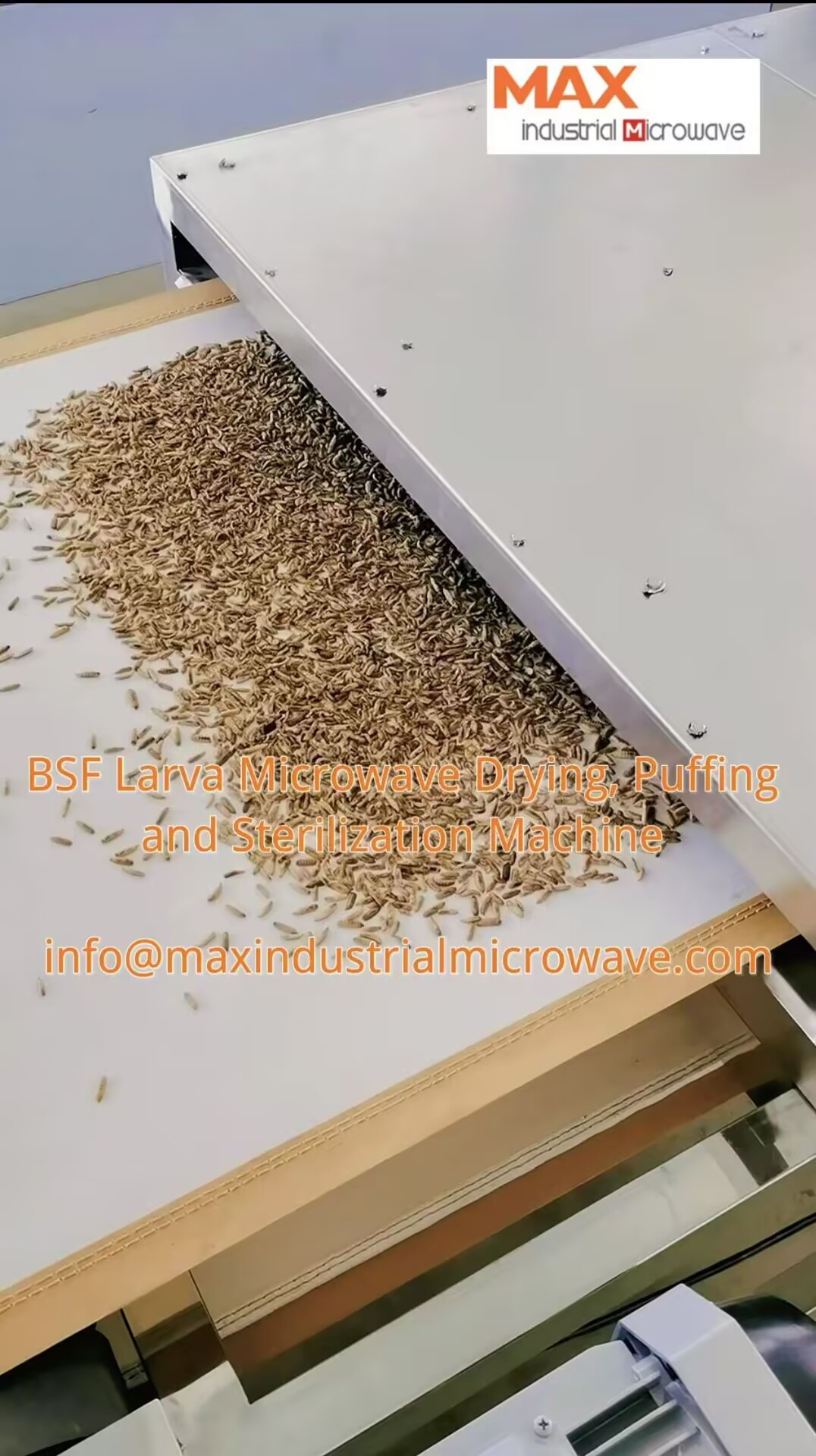 Dry Larva and Mealworm